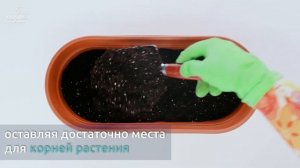 Как посадить ТОМАТЫ в балконный ящик Latina с системой автополива с дренажным картриджем