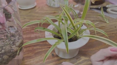 №84. Хлорофитум в воде. Красивая и простая идея выращивания хлорофитума без грунта.