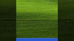 Анимация Против Аниматора | Windows XP Сломалась!