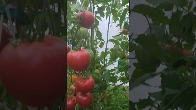 Минусинский бурлак