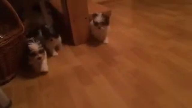 Биверы смотреть онлайн