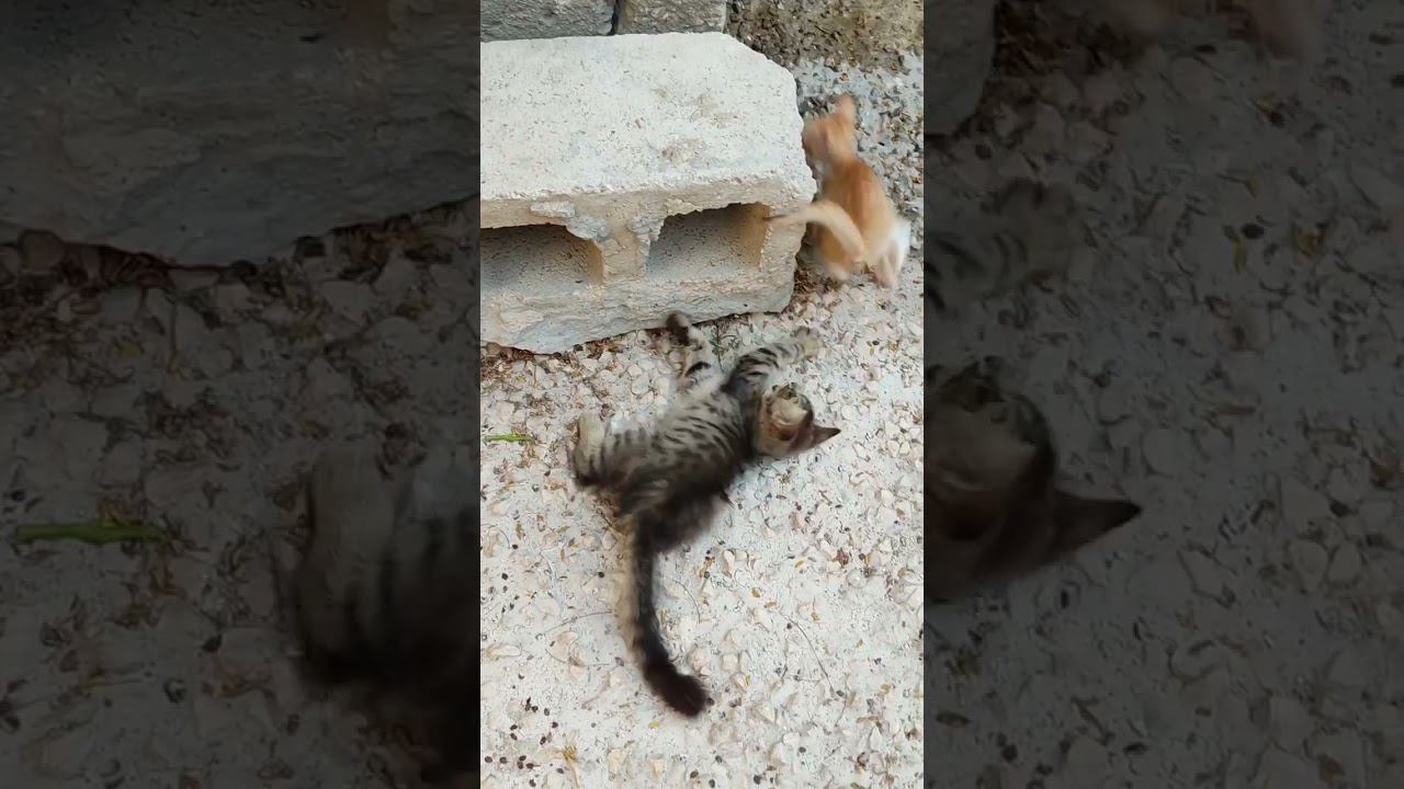Двое #котят #милота #малышикарандаши