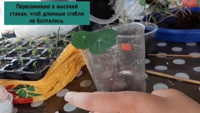 Настурция низкорослая. Пикирование.