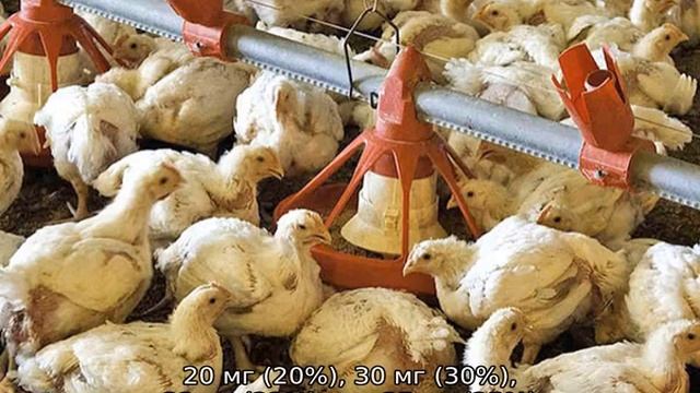 Ампролиум: инструкция по применению для цыплят бройлеров