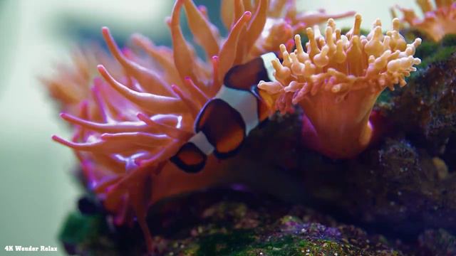 Aquarium 4K (ULTRA HD) - An Underwater Paradise, Tropical Fish & Coral Reefs With Peaceful Piano смотреть онлайн