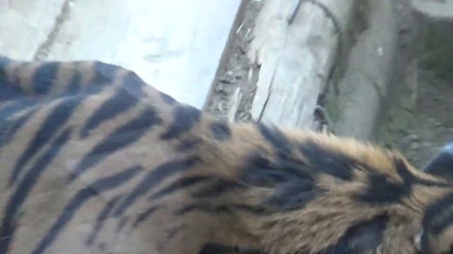動物園チャンネル　インドライオン&スマトラトラ　ZOOchannel　Panthera leo persica&Sumatran Tiger　Tokyo Ueno Zoo смотреть онлайн