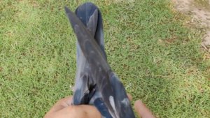 ch sher afgan SB ka shahkaar kamagar pigeon