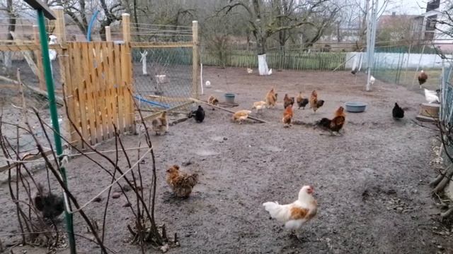 Чем я кормлю курочек. Несут ли петухи яйца? смотреть онлайн