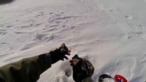 Реакция ЩУКИ на Кильку! Ловля щуки на жерлицу. Подводная съемка