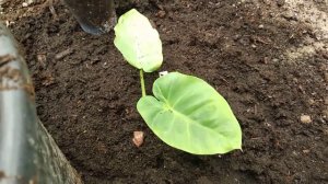 Alocasia aurea gaganea variegata , Kolocasia laosy giant , Kolocasia thaj giant