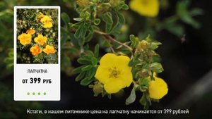 Как посадить лапчатку? Как правильно посадить лапчатку на садовом участке?
