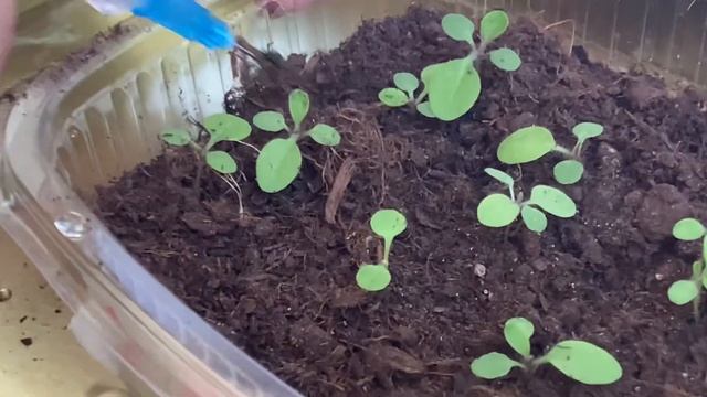 Рассада Петунии через 3 недели от посева. Особый способ полива. Досветка с умной розеткой! смотреть онлайн