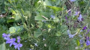 Почему кукуруза не размножается в дикой природе