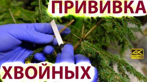 Прививка хвойных. Прививки ели, сосны - советы.