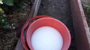 СРОЧНАЯ ПОДКОРМКА ДЛЯ КЛУБНИКИ ВО ВРЕМЯ ЦВЕТЕНИЯ ДЛЯ ОБИЛЬНОГО УРОЖАЯ!