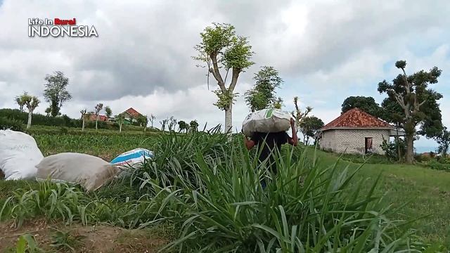 Very beautiful village, in madura east java rural indonesia | Indonesia Village смотреть онлайн