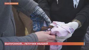 80 летучих мышей выпустили после реабилитации в парке "Малинки"