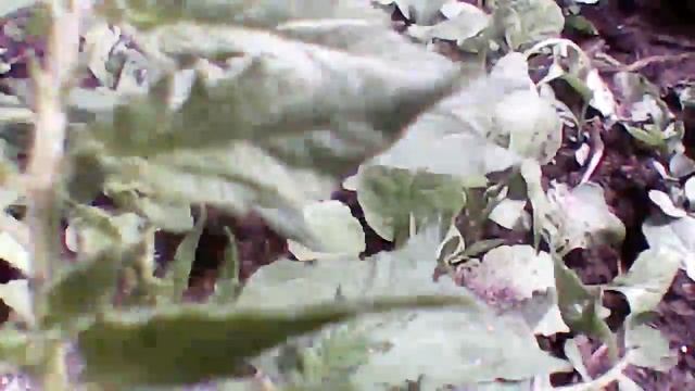 Вторая подкормка+ обработка фитоспорином смотреть онлайн