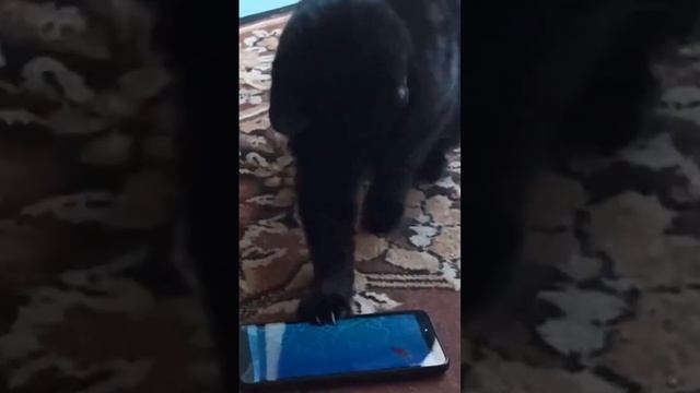 Котик ловит рыбу Cats get fish #cat #kitten #funny #jokes #kitty #2023 #kittens #cute #best