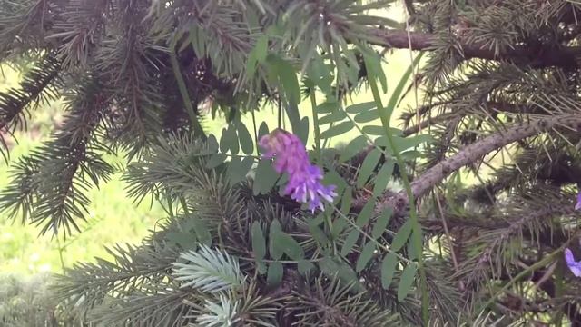 Видео: Ель, цветы смотреть онлайн