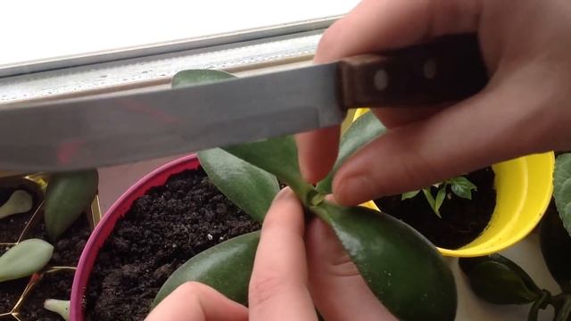 Формирование кроны денежного дерева. Размножение листиками и пришипка. Уход и полив??? смотреть онлайн