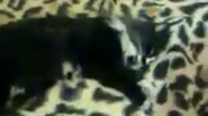 Если у кошки в горле застряла кость