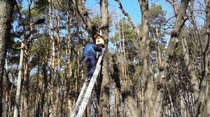 Весна пришла! Птицы прилетают