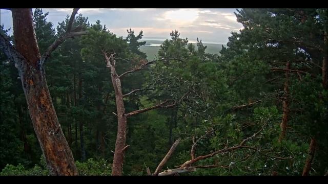 Птенцы Белохвостого орла Эстония 10.07.2016 смотреть онлайн