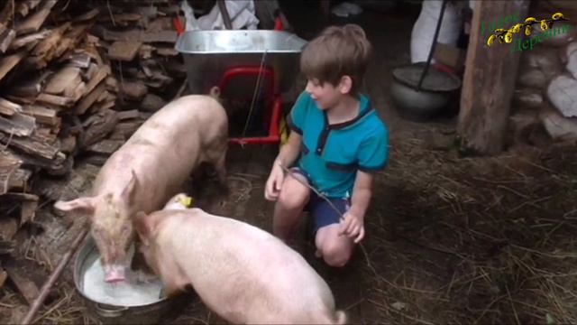 Мальчик в деревне выращивает поросят смотреть онлайн