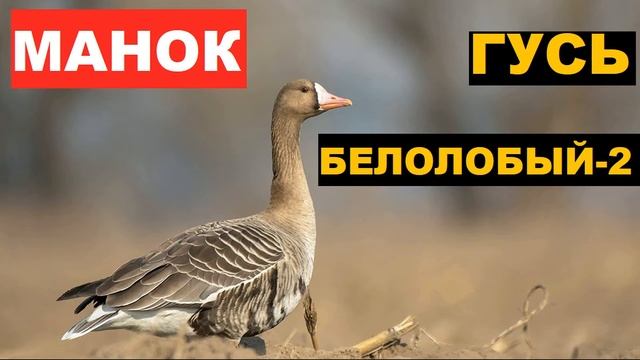 ?ГОЛОС (МАНОК) ГУСЬ БЕЛОЛОБЫЙ 2 смотреть онлайн