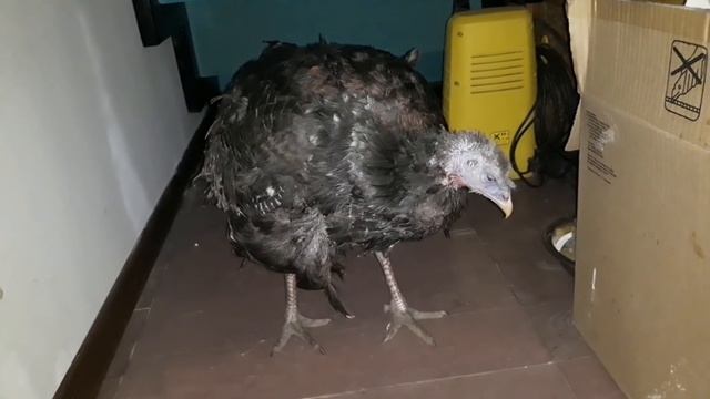 Кандидоз зоба индюшки. Как я лечила. смотреть онлайн