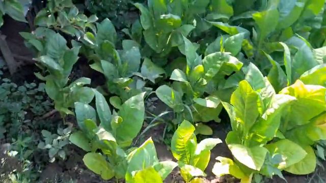 Табак 20 июня... смотреть онлайн