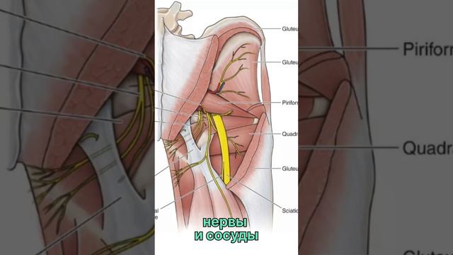 Что такое синдром грушевидной мышцы?