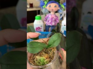 Живое удобрение