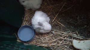 Мини крольчата Кролики в мегаполисе