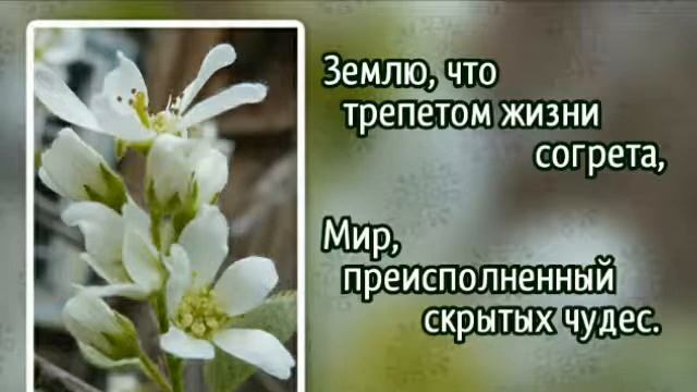 Гимны надежды 186 Господи, Боже, к Тебе наши взоры (-) смотреть онлайн