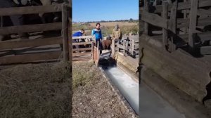 Купание овец (осень 2021)