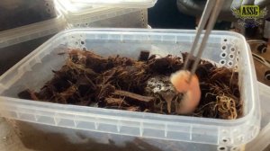 Лягушки-рогатки едят все подряд. И это счастье!