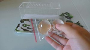 Как построить муравьиную ферму дома? Формикарий и матка муравья