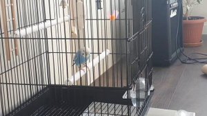 Волнистый попугай не хочет выходить из клетки