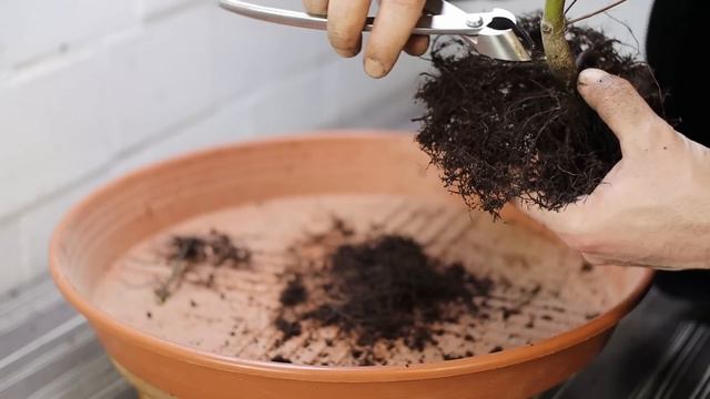 Wie man einen Bonsai richtig umtopft! Wie, Wann und Wieso | Bonsai Basics Umtopfen #1 смотреть онлайн