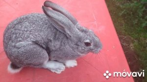 Видео ответ для канала Вдали от города с Ниной Коноваловой