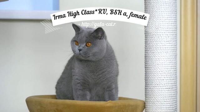 Британская кошка Ирма смотреть онлайн