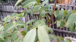 Двухлетние саженцы грецкого ореха идеал и шедевр