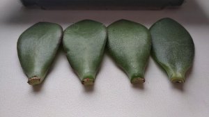 13.12.2019. Денежное дерево. Размножение листом. Как ускорить появление корня?