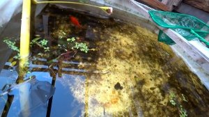 Вот это блин даа! Ловлю огромную пецилию и гигантских гуппи в бассейне