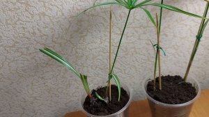 Размножение вариегатного циперуса