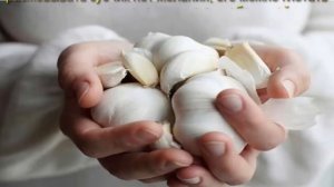 Чеснок польза и вред для здоровья