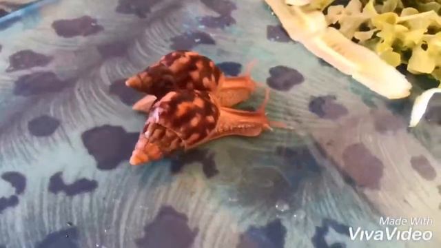 Гонки моих улиток ахатин ! смотреть онлайн