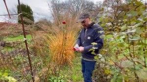 Rose labelling - Joe's Country Garden - December 23